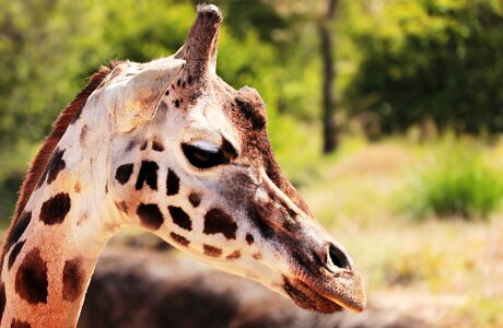 Animal beautiful photo fauna