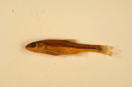 Hybopsis dorsalis