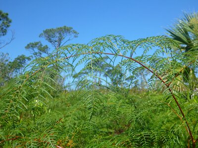 Jungle forest plant photo