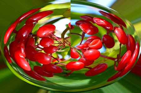 Red tree fruit tree