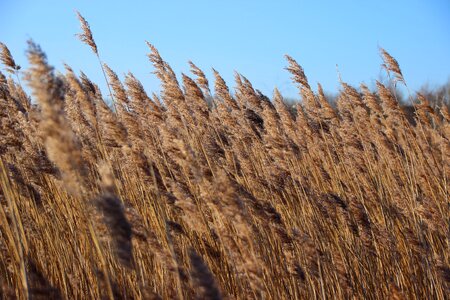 Nature landscape golden