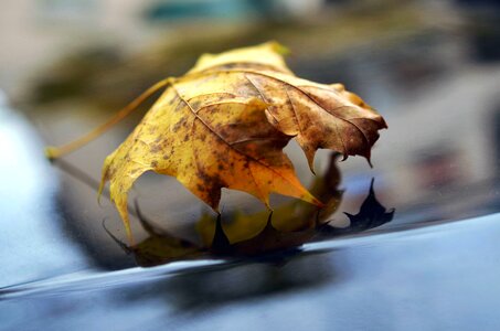 Autumn autumn season leaf