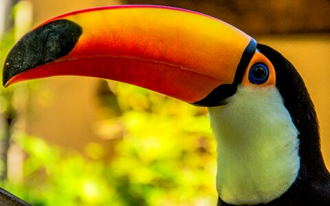 Toucans bird Free photos