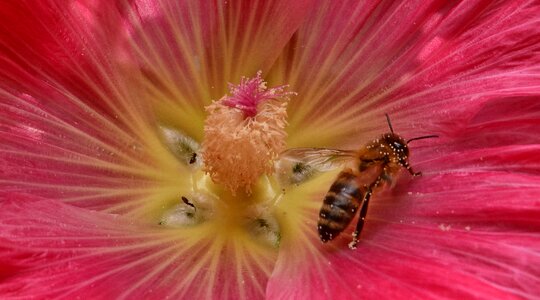 Detail flower honeybee photo