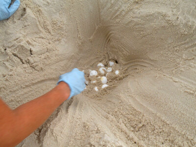 Sea turtle nest relocation-2 photo