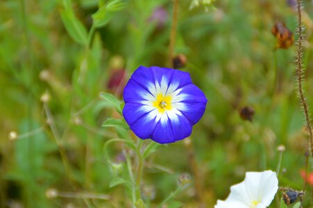 Garden blossom bloom