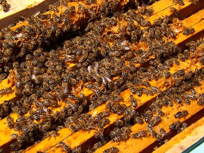 Honey busy honeybees