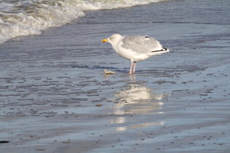 Seagull north sea crab photo