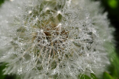 Raindrop dew white photo