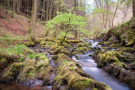 Eifel nature forest