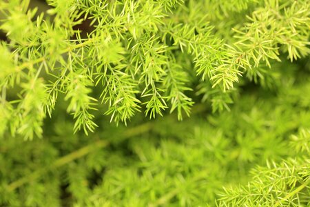 Branch environment flora