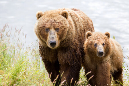 Kodiak brown bear with cub-1