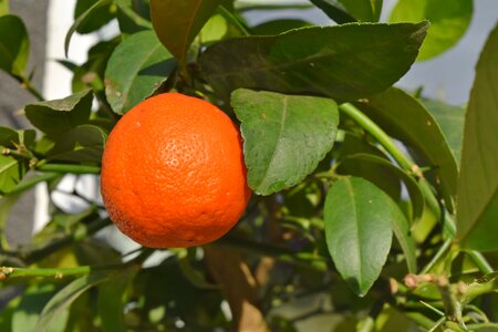 Green Leaves orchard tropic
