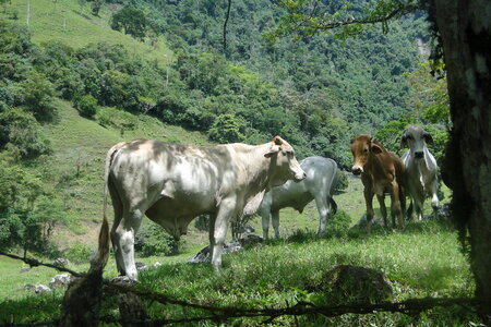 Animals cattle cows