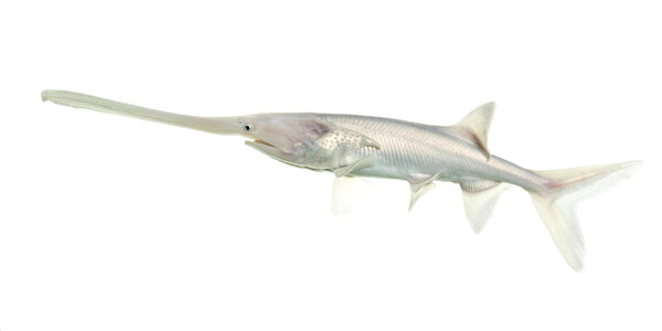American paddlefish leucistic-6 photo