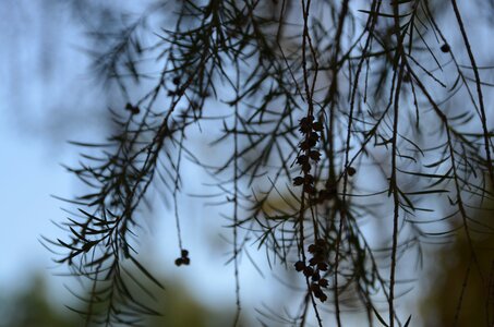 Berries branch branches photo