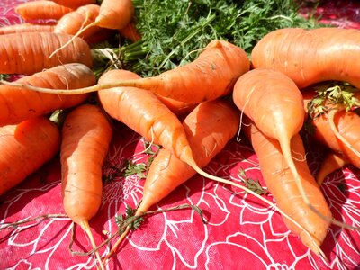 Healthy fresh organic