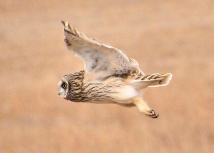 Short-eared Owl photo