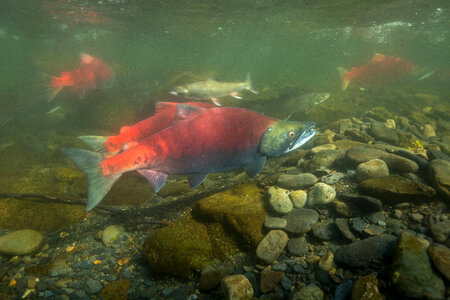 Sockeye Salmon-1 photo