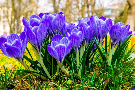 Flower spring purple