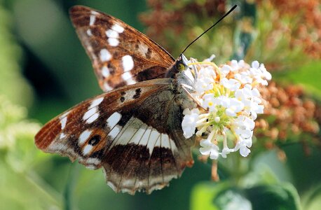 Animal arthropod beautiful
