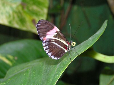 Insect colorful animal