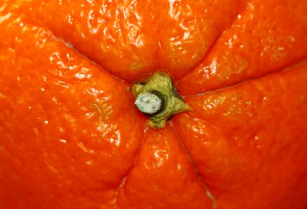 Stalk healthy citrus fruits photo