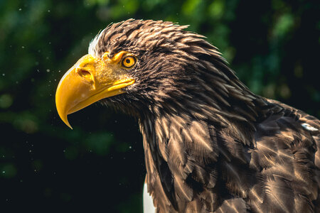 Eagle head Close-up photo