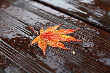 The leaves red maple leaf leaves photo