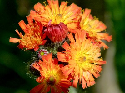 Red wild flower meadow