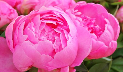 Beautiful Flowers beautiful photo blooming