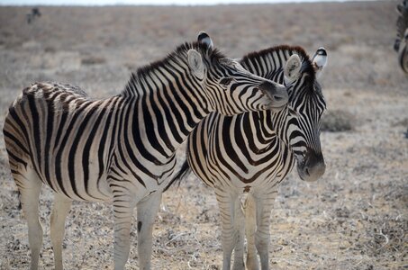 Safari animal animal world photo