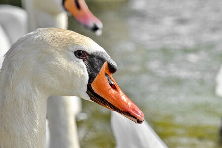 Flock swan aquatic bird photo