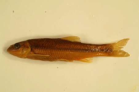 Nocomis platyrhynchus-2