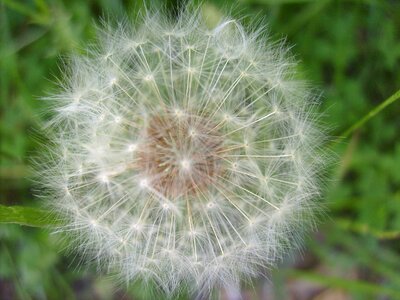 Seeds summer blossom photo