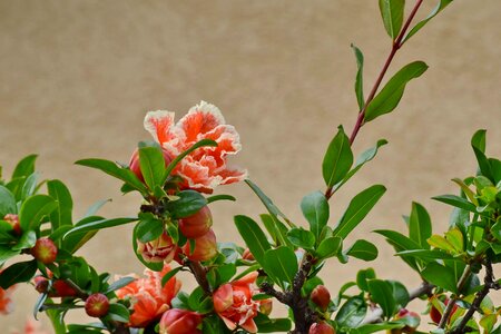 Branch flower bud flower garden
