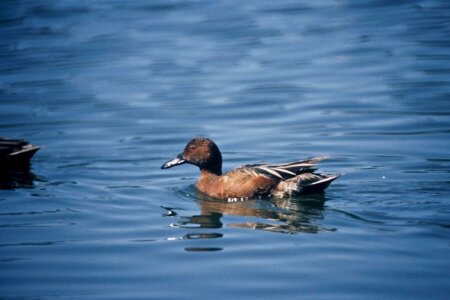 Bird cinnamon photo