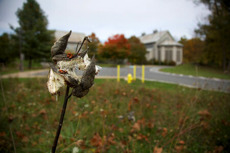 Milkweed pods and seeds at NCTC