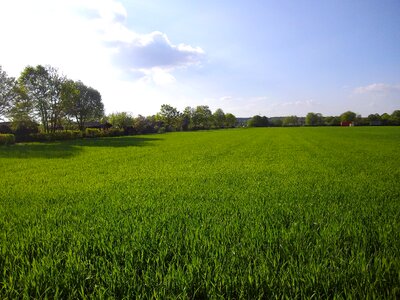 Nature sky cornfield