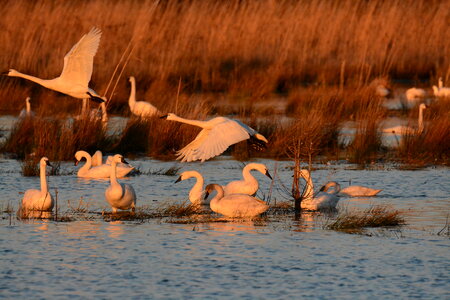 Pungo Lake swans and sunset