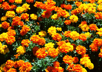 Full marigolds flowers