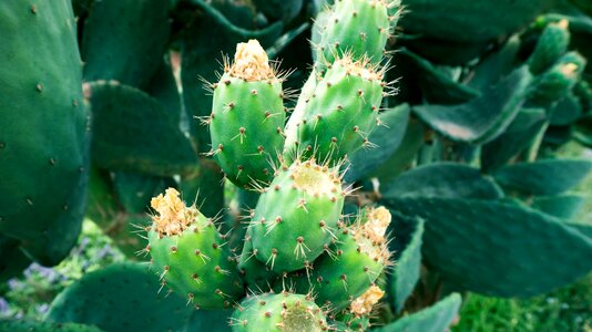 Prickles green nature photo