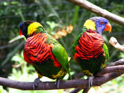 Colorful plumage bright