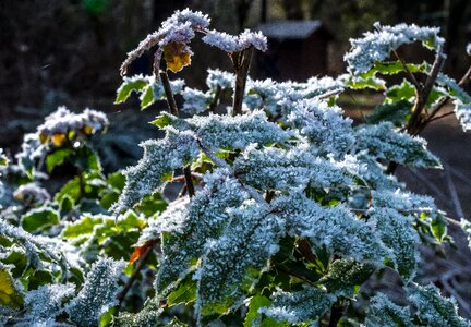 Ice nature winter