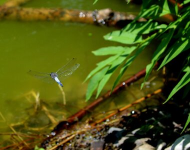 Dragonfly