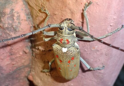 Bug small antennae photo