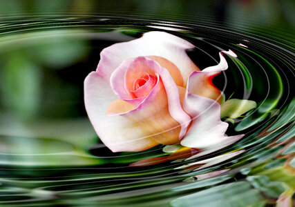 Water ripples. Rose