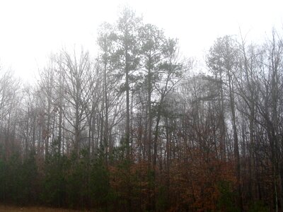 Foggy trees 