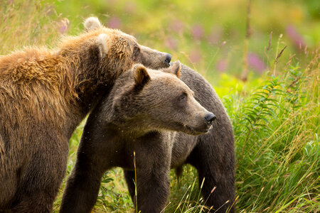 Kodiak brown bear with cub-3