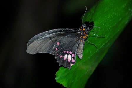 Animal arthropod beautiful flowers